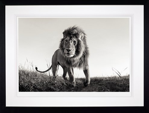 Hunter by Anup Shah - Framed Limited Edition on Paper