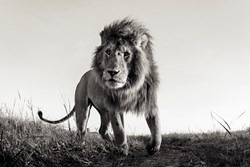 Hunter by Anup Shah - Limited Edition on Paper sized 28x19 inches. Available from Whitewall Galleries