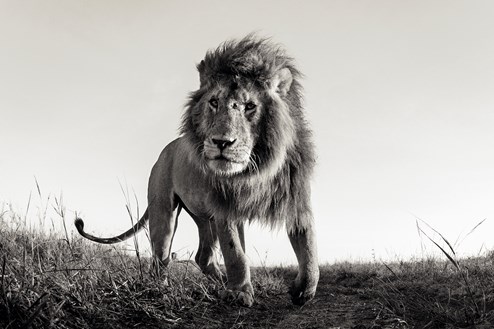 Hunter by Anup Shah - Limited Edition on Paper
